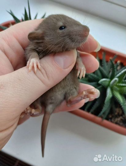 Крысята дамбо/ сиам/бурмиз клетка