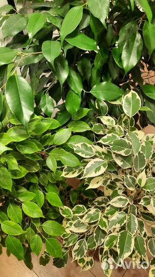 Фикус бенджамина кинки твилайт али