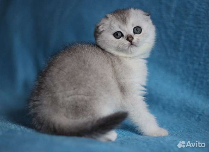 Шотландские котята вислоухие