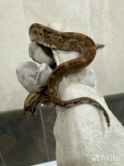Змея императорский удав