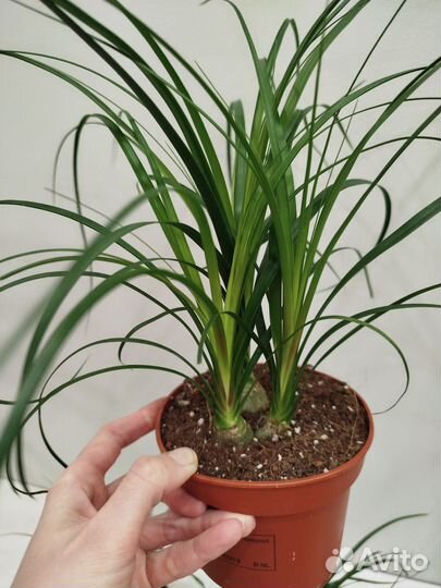 Нолина, 3шт в горшке