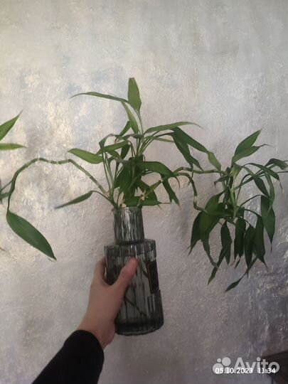 Бамбук счастья