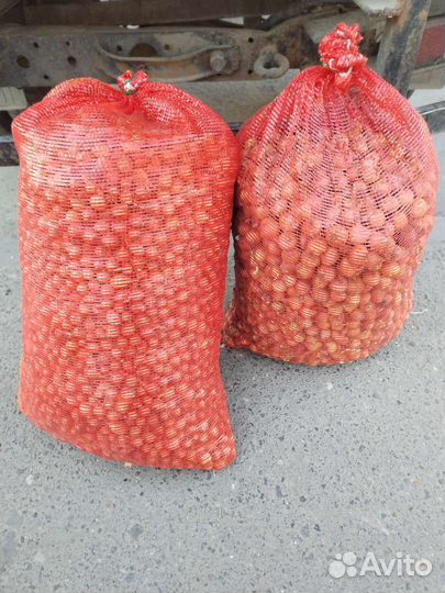 Лук севок штутгартер