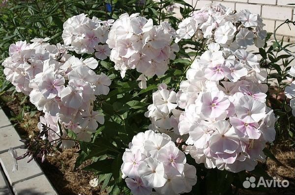 Флокс Зефир