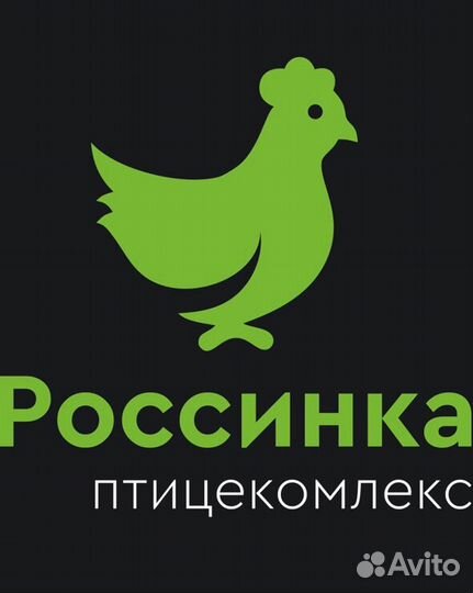 Суточный бройлер, индюшата