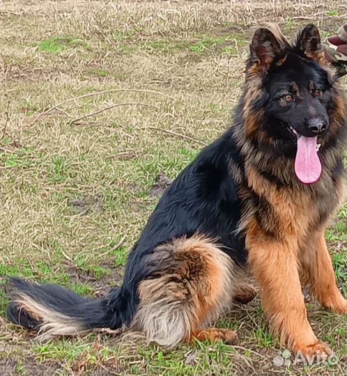 Немецкая овчарка вязка кобель