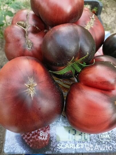 Семена коллекционных сортов томатов