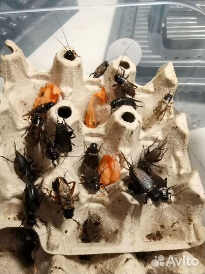 Сверчки кормовые