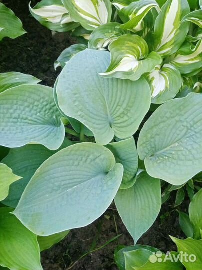 Растения для сада. Хосты