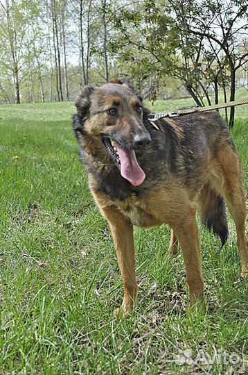 Игривой Конфетке нужен дом