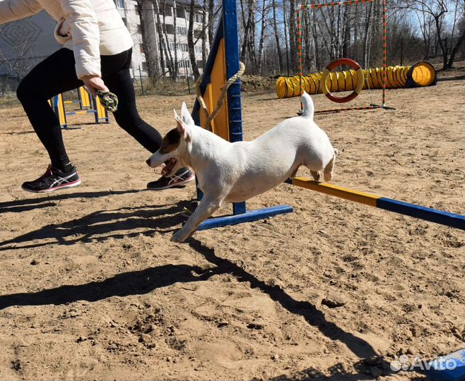 Дрессировка собак
