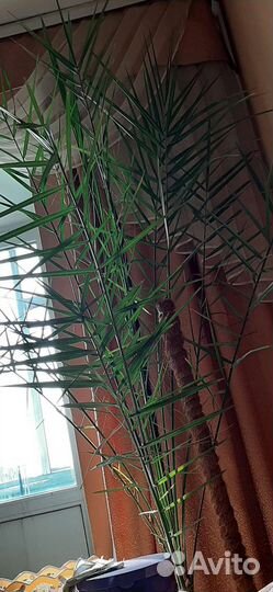 Пальма финиковая 1.8 метра