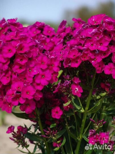 Лилейник и Флокс метельчатый 3 цвета