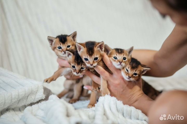 Абессиницы