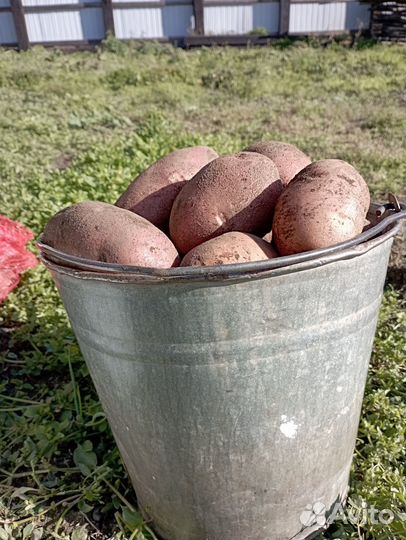 Продам картофель