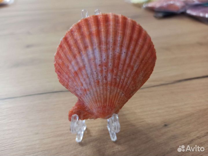 Морская раковина