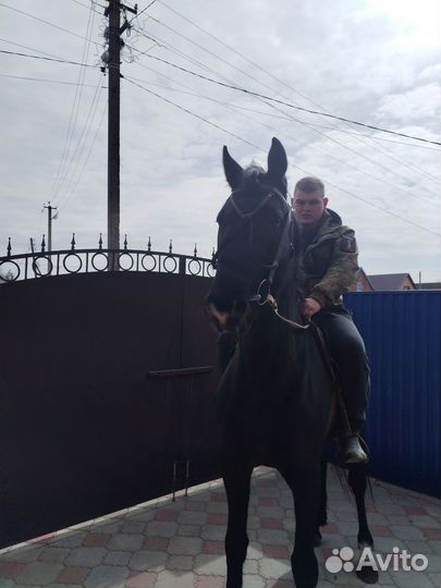 Орловский жеребец