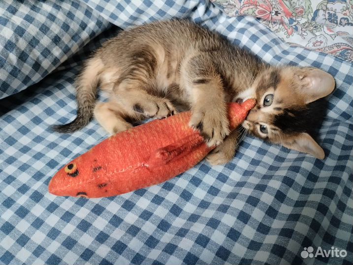 Котята метисы абиссинцы