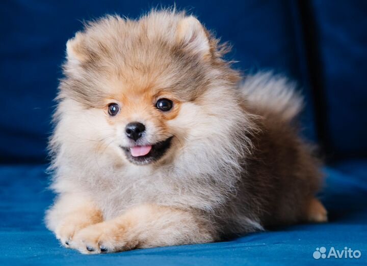 Щенки шпица