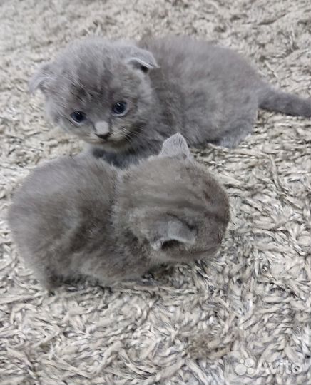 Шотландская вислоухая