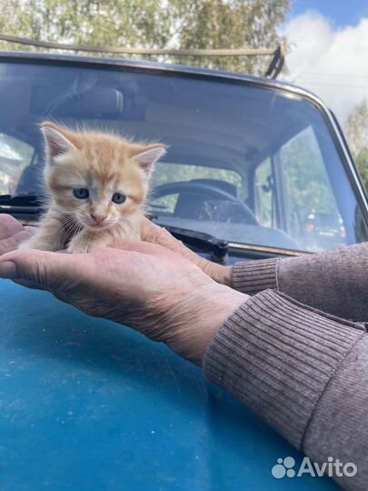 Кошки в добрые руки бесплатно