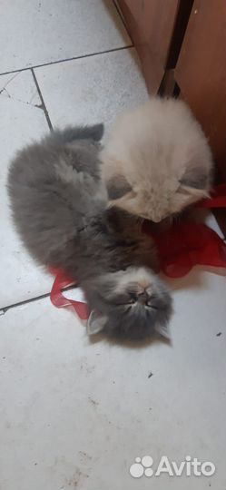 Котята шатландские прямоухие