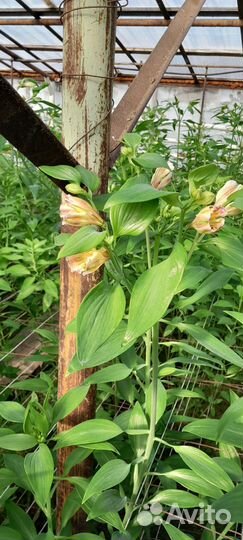 Продам корни альстромерии