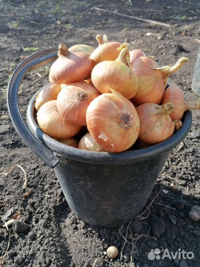 Продаю картофель,лук