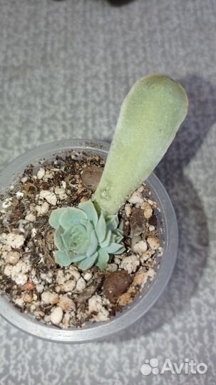 Эхеверия Heart Choice, Suyon