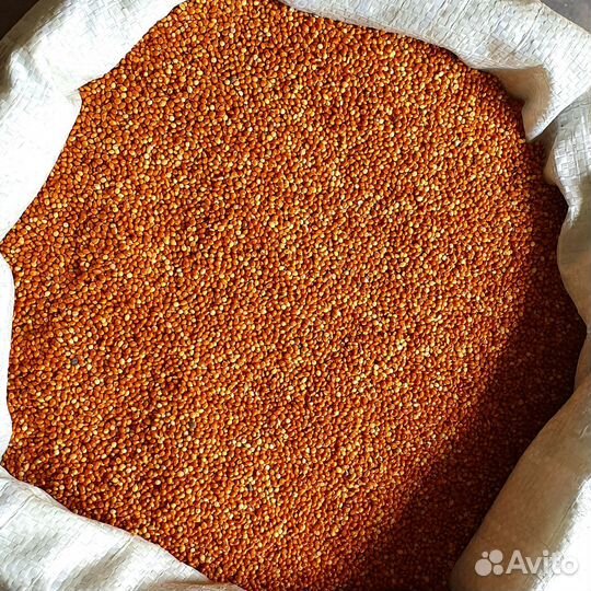 Просо красное