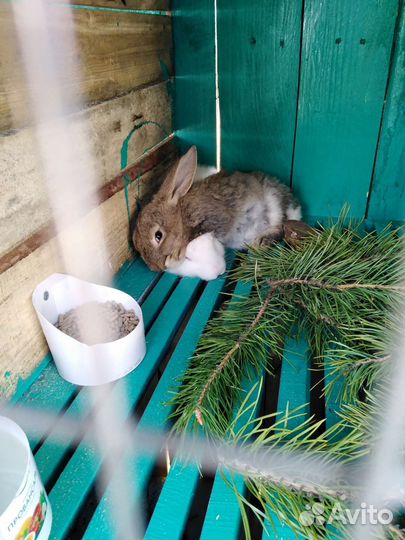 Кролики мясных пород