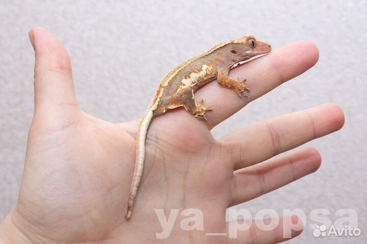 Реснитчатые бананоеды: Арлекины, Lilly White