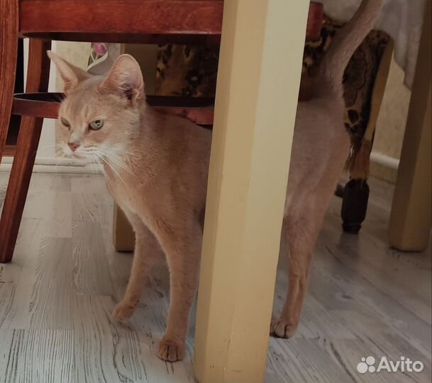 Котик ищет дом