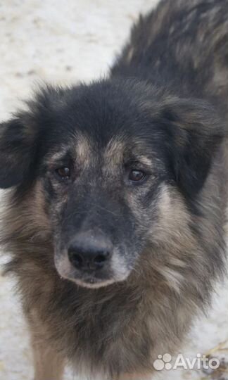 Пушистик много лет ждёт хозяина в приюте