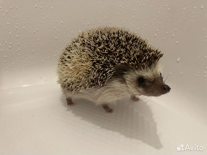 Вязка Африканский ежик