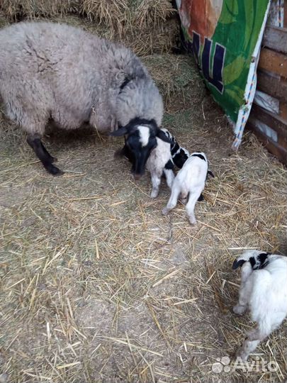 Ярки котные