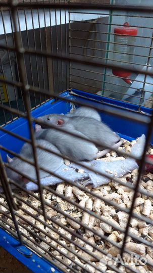 Декоративные крысы/мышки в наличии