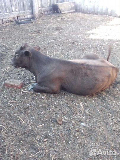 Телята бычки