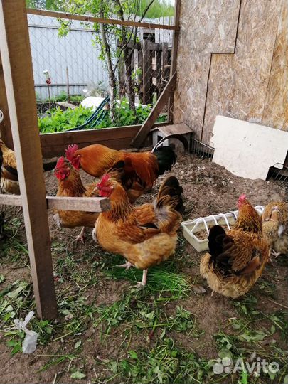 Кучинские юбилейные