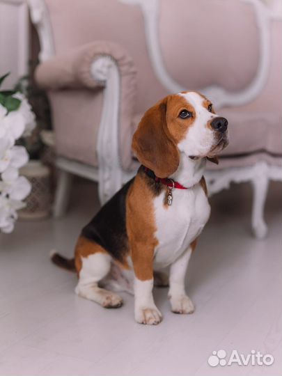 Вязка бигль кобель