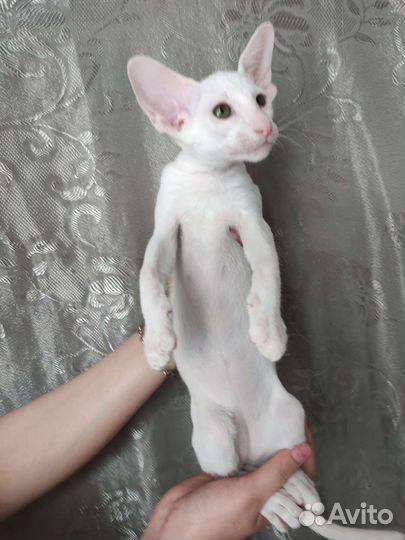 Зеленоглазая девочка ориентальная