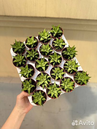 Хавортия Байлисси