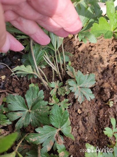 Многолетние Анемона