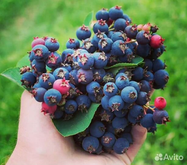 Ирга канадская саженцы