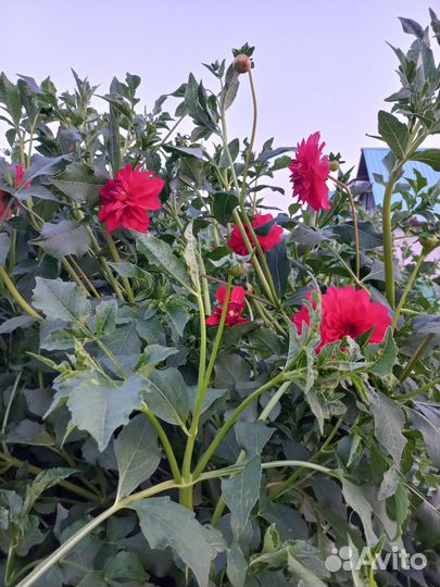 Георгины клубни