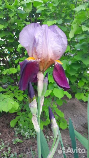 Ирис