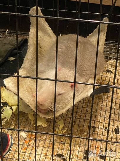 Нутрия ищет нового ответственного хозяина