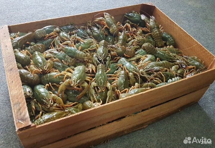 Живые Раки с доставкой