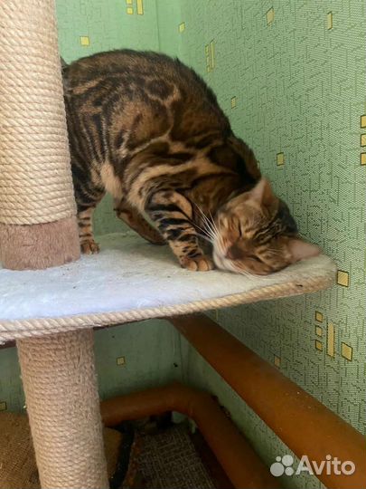 Кошка бенгальская в добрые руки