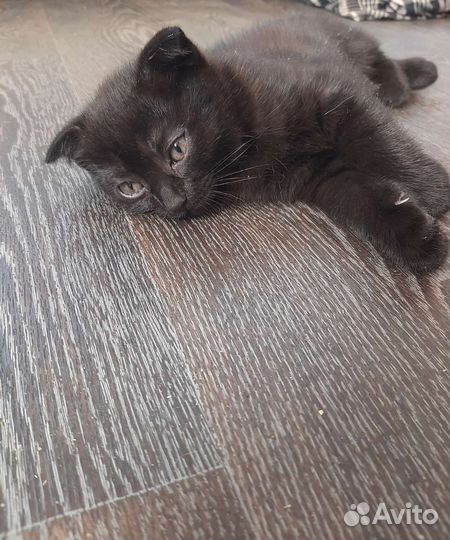 Британские котята